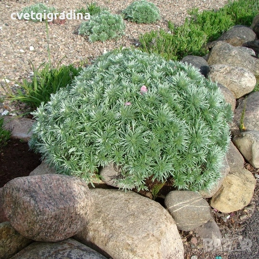Artemisia schmidtiana Nana Attraction (Пелин), снимка 1