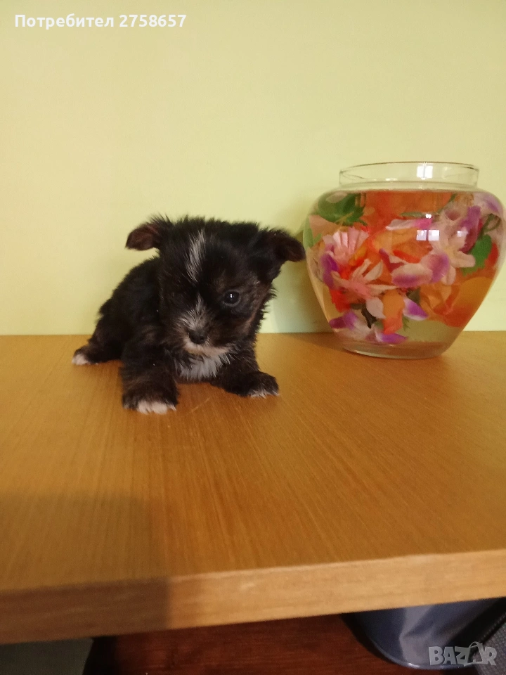 Йоркширски териер, снимка 1