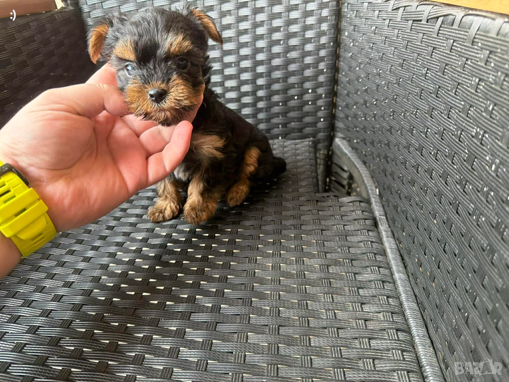 Йоркширски териер актуално от 27.01.2026, снимка 1