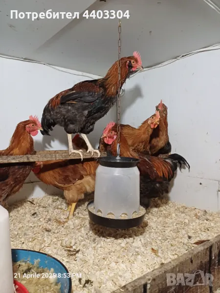 Домашни петли, снимка 1