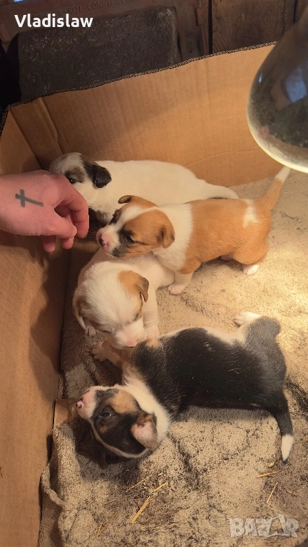 Джак ръсел бебета, снимка 1