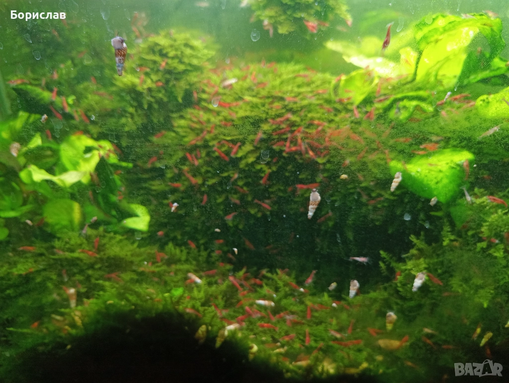 Явански мъх, снимка 1