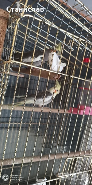 продавам корели , снимка 1