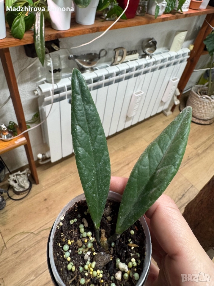 Hoya sulawesiana , снимка 1