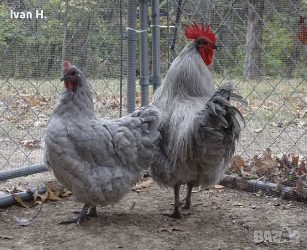 Кокошки и Петли, снимка 1