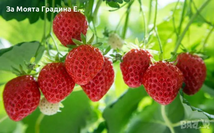 Горска ягода 🍓, снимка 1