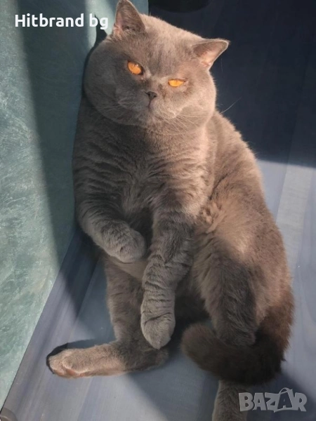 Британска късокосмести, снимка 1