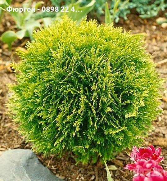Туя Даника Голд – Thuja occidentalis Danica Gold, снимка 1