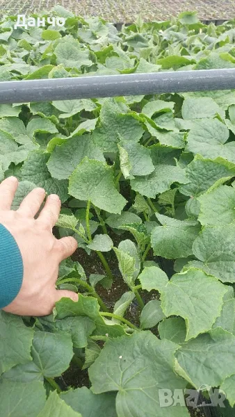 Продавам разсад-домати,краставици,пипер и др., снимка 1