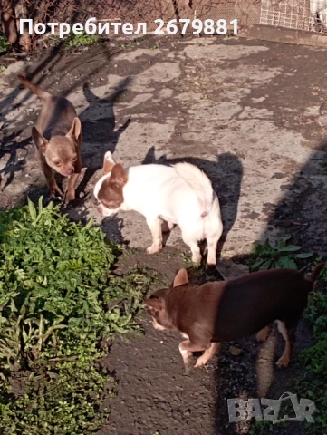 Чихуахуа - добри майки, снимка 8 - Чихуахуа - 52472489