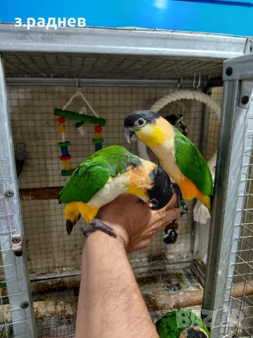 Бебета чернотеменна кайка, снимка 2 - Папагали - 55713464