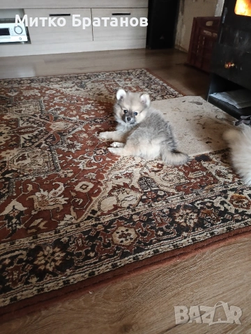 Продавам померани, снимка 5 - Померан - 52792953