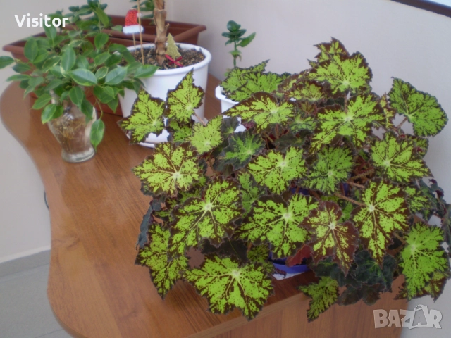 фотоапарат Olympus FE-210    7.1 МРх, снимка 15 - Фотоапарати - 52676544