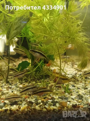 Пелматохромис крибензис , снимка 3 - Рибки - 48899397