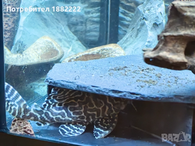 Сомчета Л066,236