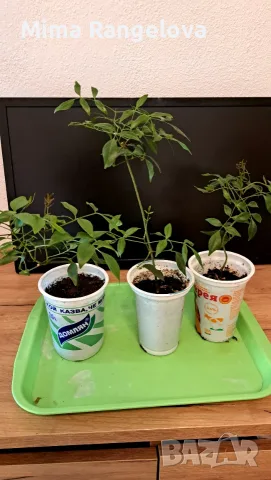 Pandorea JASMINOIDES (Пандорея), снимка 2 - Стайни растения - 56302829