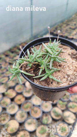Делосперма (Delosperma cooperii), вечнозелено многогодишно сукулентно растение, снимка 10 - Градински цветя и растения - 53567133
