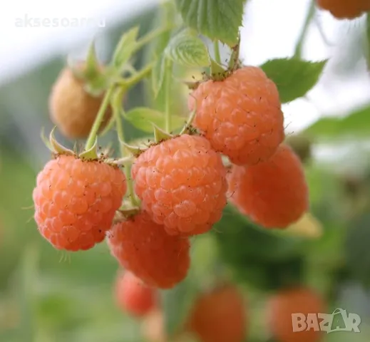 20 качествени Семена от Британска Есенна Златна Малина Златни наситени Сладки Малини плодове , снимка 7 - Сортови семена и луковици - 50222806
