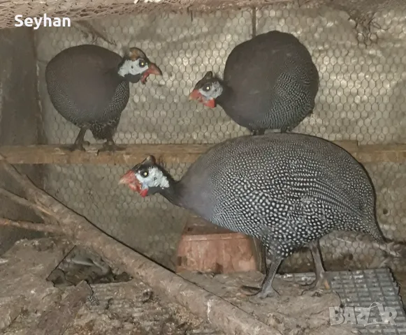 Токачки токачки