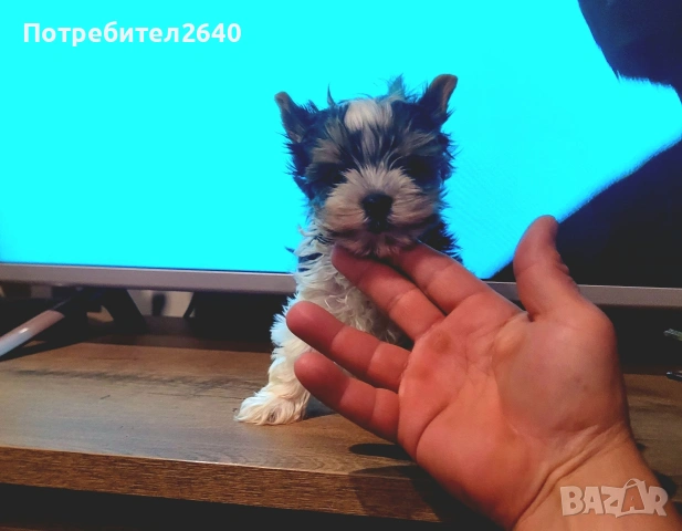 Бивер йоркширски териер (Biewer-Yorkie), снимка 7 - Йоркширски териер - 53409225