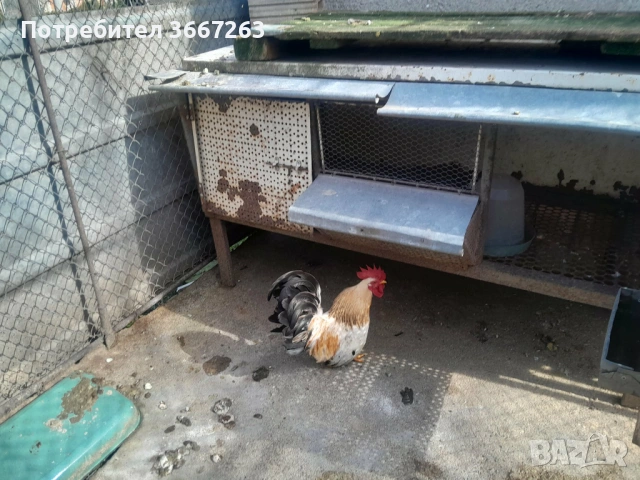  японско петле - шабо, снимка 3 - други­ - 53704413