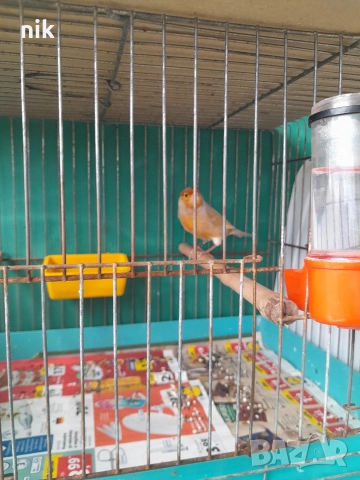 Мъжки канари, снимка 2 - За птици - 51832475