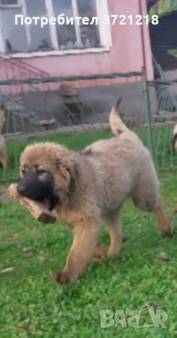 Кавказка овчарка