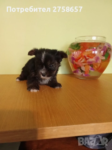 Йоркширски териер