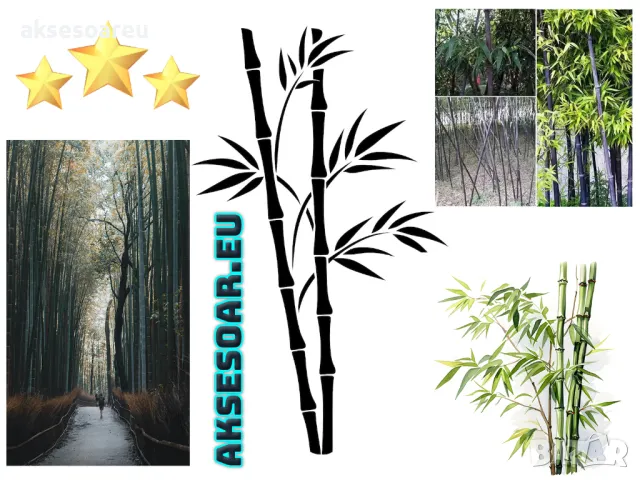 100 нови висококачествени семена Студоустойчив черен бамбук от САЩ за Декорация на дома и Градината , снимка 9 - Сортови семена и луковици - 49728001