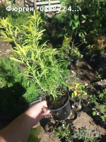 Чойсия (Портокалово цвете) - Choisya Aztec Gold, снимка 9 - Разсади - 51551729