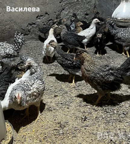 Пиленца Легбар и Амераукана на два месеца, снимка 6 - Кокошки и пуйки - 55930042