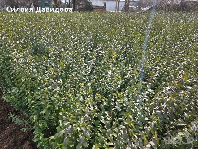 Лигуструм за жив плет на гол корен , снимка 5 - Градински цветя и растения - 53730127