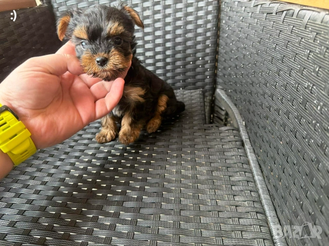 Йоркширски териер актуално от 26.01.2026