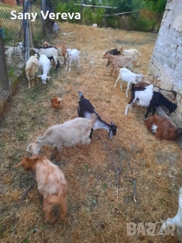 Продават се 20 броя ярета, снимка 1