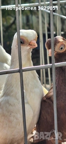 Продавам Будапещенски, снимка 7 - Гълъби - 53753986
