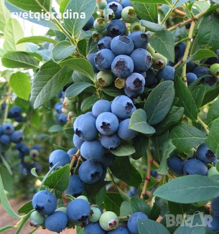 Боровинка (Синьо Злато)/Vaccinium Blue gold, снимка 5 - Градински цветя и растения - 39933087