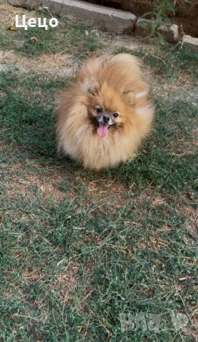 Померан за разплод | babby doll 