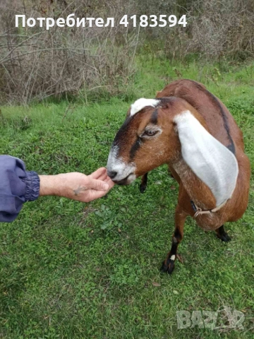 Свободни 4бр., снимка 2 - Кози - 52943773