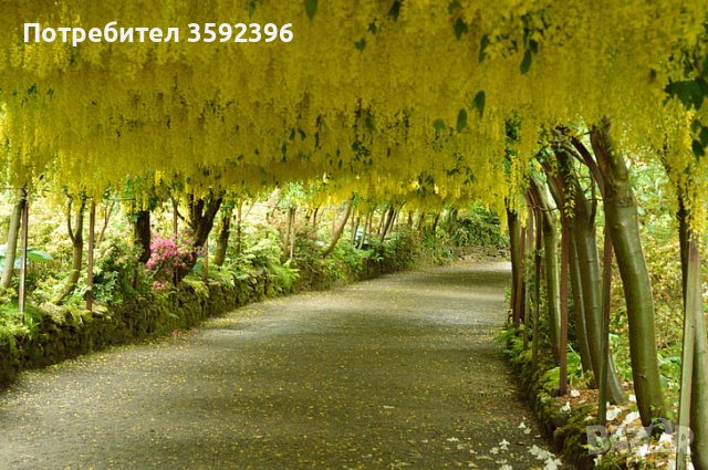 Комплект от 3 златни дъжда за 10 лева, снимка 1 - Градински цветя и растения - 42478725