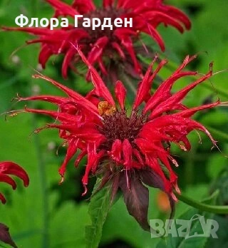 МНОГОГОДИШНИ ЦВЕТЯ - Коренища- ПРЕДВАРИТЕЛНИ ПОРЪЧКИ, снимка 18 - Градински цветя и растения - 53650042