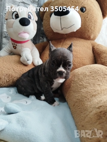 Френски булдок , снимка 5 - Френски булдог - 53276310