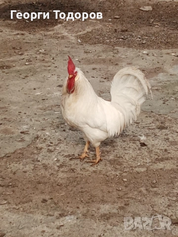 Петел легхорн, снимка 3 - Кокошки и пуйки - 53690619