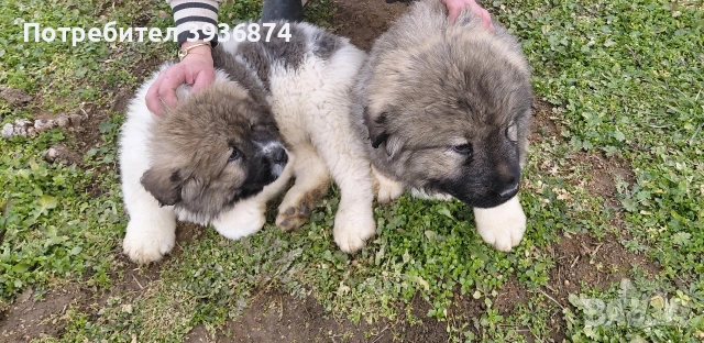 кавказка овчарка, снимка 4 - Кавказка овчарка - 53237623