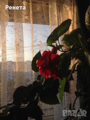 Китайска роза червена, снимка 4 - Стайни растения - 33884941