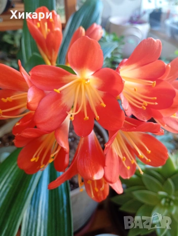 Кливия БЕЗ цвят, снимка 6 - Стайни растения - 53849912