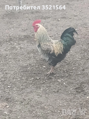 Домашни петли , снимка 3 - Кокошки и пуйки - 53134355