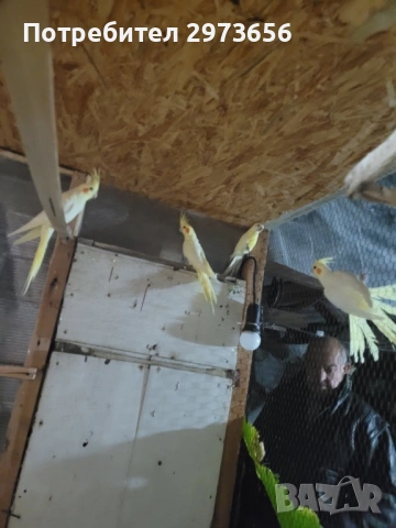 Папагали корели, снимка 8 - Папагали - 53167838