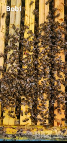 Пчелни майки Отводки малки пчелни семейства, снимка 2 - Други животни - 40285876
