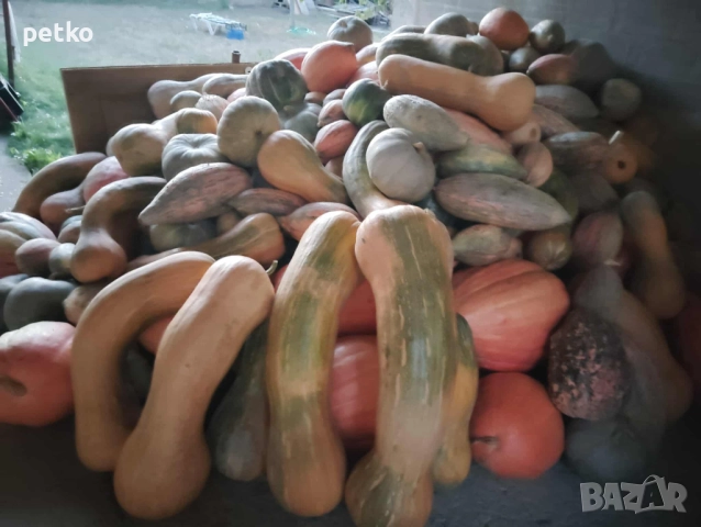 Продавам тикви 1 лев за килограм гр.Ахелой