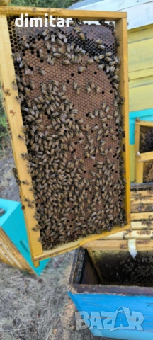 Продавам отводки, снимка 4 - Други стоки за животни - 53323833